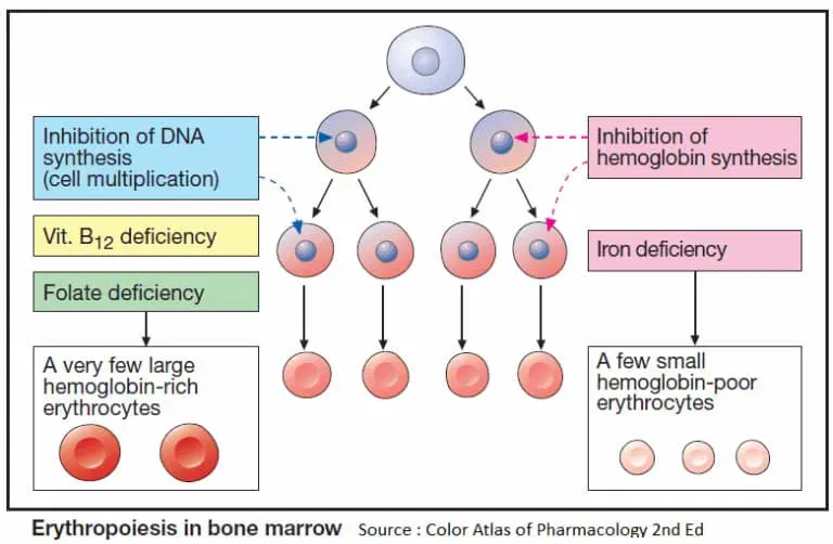 Iron Deficiency
